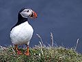 Puffin - Papageitaucher