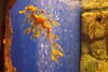 Unterwasserwelt - Drachenfisch